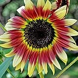 40個ミックスカラーにヒマワリの種レア盆栽花の種子庭の植物を鉢植え