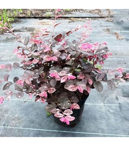 Amazon.co.jp: 花木苗 ニシキギ コンパクタ 2株 / 国華園 25年秋商品