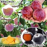 国華園　果樹苗　スモモ　貴陽＆バイオチェリー(受粉樹)　2種2株【※発送が国華園からの場合のみ正規品です】