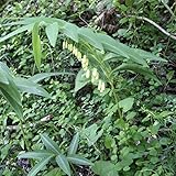 【山野草】ナルコユリ