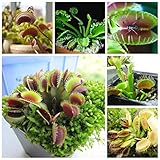 Dionaea Muscipulaジャイアントクリップハエトリグサ種子の100pcs食虫種子庭の植物種子盆栽ファミリー鉢植えライトイエロー