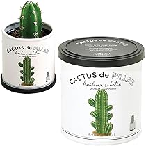 サボテン　セット①　品種たくさん お部屋て楽しむ栽培セット