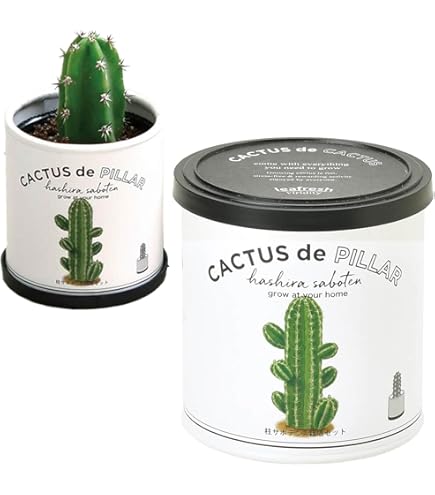 Amazon.co.jp: 聖新陶芸 種から育てる アガベ栽培セット ケルチョベイ