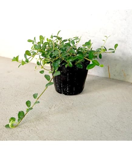 Amazon｜観葉植物 ガジュマル 12号鉢 多幸の木 盆栽｜観葉植物