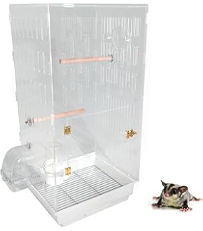 転売お断り格安モモンガセット 転売お断り格安モモンガセット 転売お断り格安モモンガセット