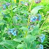 100種子コンフリー花の種子新ホームガーデン植物盆栽Sementes *ジャルダンレア多年生フローレス球根シード