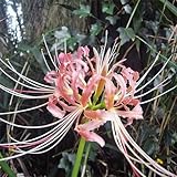 国華園 夏植え球根 リコリス さつま美人 3球【※発送が国華園からの場合のみ正規品です】