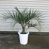 ココスヤシ10号鉢植え樹高約0.8m[関東以南で庭植えOK！耐寒性が強いヤタイヤシ・ブラジルヤシ] ノーブランド品