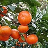 みかん 苗木 【小原紅早生 （おばらべにわせ）】 1年生 接ぎ木 ポット苗