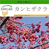 SAFLAX - カンヒザクラ - 10 個の種。- より良い栽培のための土壌を含みます - Cerasus campanulata syn. Prunus c.