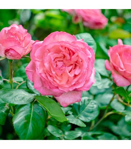 Amazon.co.jp: ［ ルクソール 6号鉢 大苗 予約 ］ 鉢植え バラ 薔薇