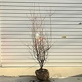 庭木・植木：更紗ドウダンツツジ（さらさどうだんつつじ）　大株！！