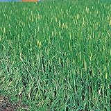 【種 10kg】 オオムギ ワセドリ2条 極早生 酪農 畜産 緑肥 [播種期：8～11月] 大麦 雪印種苗 米S代不