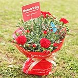 母の日 遅れてごめんね ギフト こだわり カーネーション 鉢 (色おまかせ)