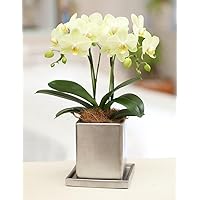 Amazon Co Jp 売れ筋ランキング 胡蝶蘭 の中で最も人気のある商品です