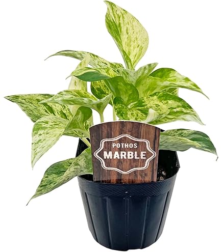 Amazon｜ポトス ライム 3号 黒ポット 加藤農園 Pothos サトイモ科
