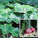 山野草:マタサキハッカクレン[六角連] 12cmポット来春開花見込み苗【紫桜館山の花屋】