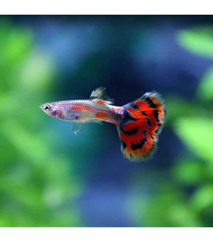 Amazon | （熱帯魚）フルゴールドグッピー 2pr （生体）期間限定特価 