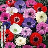 国華園　球根　秋植え球根　アネモネミックス(無選別)　50球　【※発送が国華園からの場合のみ正規品です】