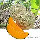 接ぎ木 メロン 苗 レノン 9cmポット