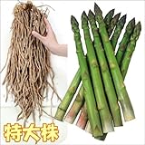 国華園　山菜苗　特大株アスパラガス　緑　2株【※発送が国華園からの場合のみ正規品です】