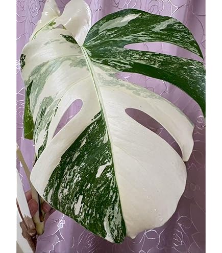 Amazon｜JolieNursery（ジョリーナーセリー）斑入りモンステラ