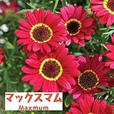 マックスマム：レッド3.5号ポット 2株セット ノーブランド品