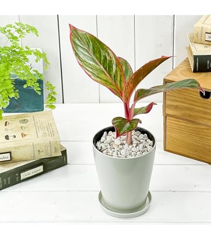 Amazon.co.jp: PLANCHU 観葉植物 アグラオネマ ビューティー 4号