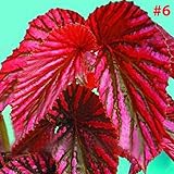 ベゴニアフラワーシードコウルス種子カラーベゴニア種子レア50個/バッグリビングガーデン用品