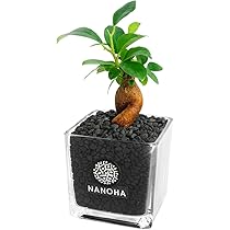 あ*ん様 元祖⬛︎ 白玉 ガジュマル ⬛︎挿し木用 観葉植物 ガジュマル 4号 股仕立て ラスターポット 付き | 観葉