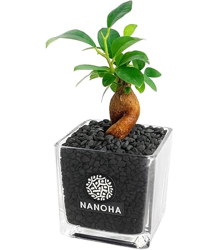 Amazon.co.jp: 精霊の宿る木ガジュマル＊Ficus microcarpa＊多幸の木