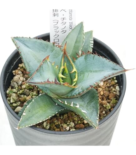 Amazon.co.jp: 多肉植物 アガベ チタノタ 魔丸 大株 極上美株 発根済