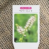 ハーブ 苗 【ミント ペパーミント】 3号ポット×5株セット