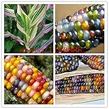 20pcs/bag corn seeds Authentic Glass Gem Indian Corn Seeds Heirloom, Rainbow, Non-GMO vegetable seed