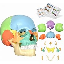 Amazon.co.jp: KIYOMARU 頭蓋骨模型 1/2サイズ 15分解 カラー 人体模型