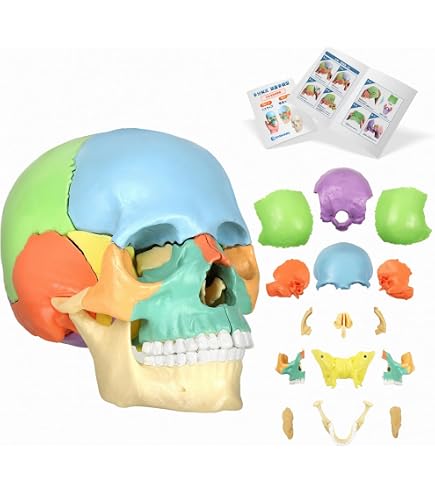Amazon.co.jp: 本物のワニの頭蓋骨標本剥製動物風水装飾飾り