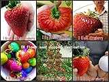 果物の種、200 PCS大きなイチゴ種子、6希少品種の植物の種子、イチゴ種子、甘くておいしい果物を登ります