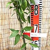 タンカン 苗木 たんかん 13.5cmポット苗 短桶 苗