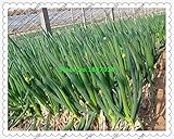 500ピースわけぎ、鉢植え中国のタマネギの種子、ねぎ種子ホームガーデンについて-Fourシーズン植える野菜の種子