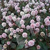 ポリゴナム（ヒメツルソバ）3～3.5号ポット 4株セット ノーブランド品