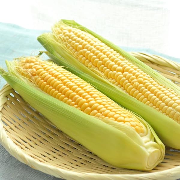 Amazon.co.jp: B-TOPAZ 嶽きみ だけきみ 10本入り 青森県産