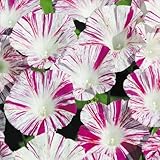 【メール便配送】　国華園　花たね　つる植物　西洋朝顔　ヴェニスピンク　1袋(20粒)【※発送が国華園からの場合のみ正規品です】