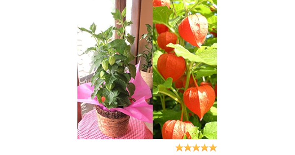 Amazon ほおずき 5号鉢サイズ 鉢植え 懐かしい夏の思い出 薫る花 鉢花 ガーデニング ほおづき ホオズキ 鬼灯 ほうずき ほうづき お中元 御中元 お盆 父の日特集 早割り 観葉植物 オンライン通販