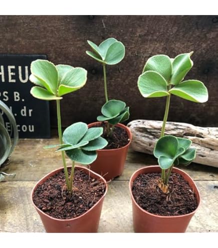 Amazon｜観葉植物：ザミア*ヒロハザミア メキシコソテツ 4号 苗｜観葉