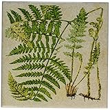 3dRose ct_128721_3 Early Watercolor of a Fern Ceramic Tile, 8" [並行輸入品]