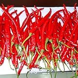 ホット販売！100シード/ロットロング赤トウガラシ種子健康なオーガニック野菜種子、庭の鉢植えペッパーズ、＃のZZT8K0