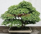 20日本のカエデの種子家庭園芸植物のためのミニ盆栽の木の種子