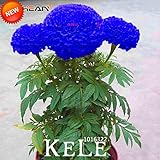 Blue Maidenhair Flower Seeds Potted Herb Garden Marigold Chrysanthemum Bonsai Seeds 50 Seeds/lot,#I8