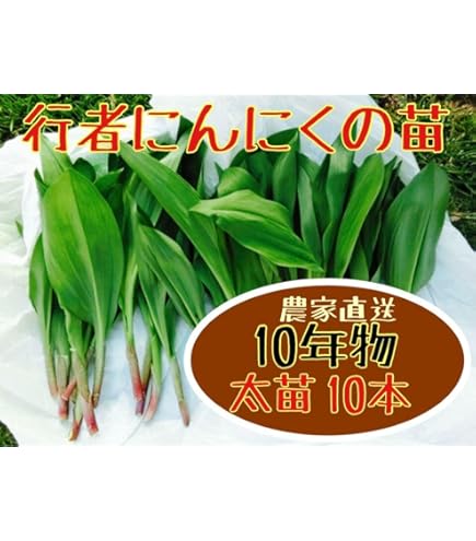 Amazon.co.jp: 行者にんにく栽培元祖の行者にんにく苗 100株 山形県