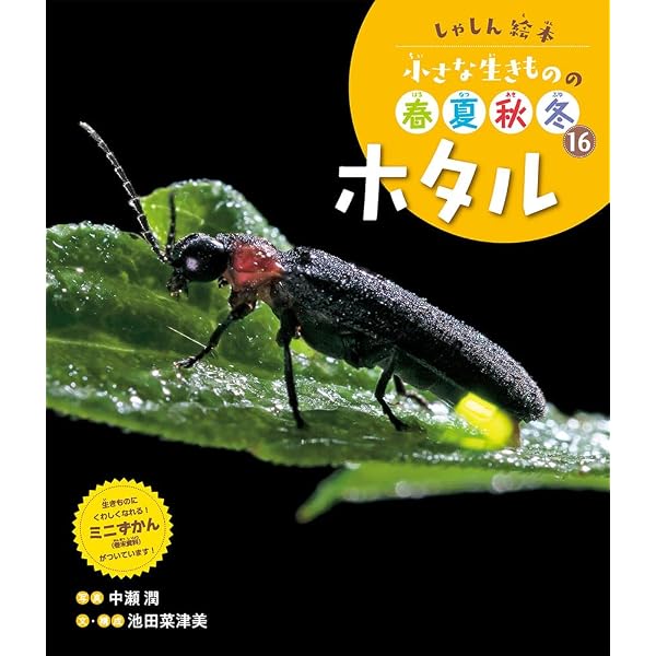 Amazon.co.jp: ほたるの ひかりかた (かがくのとも2022年6月号) : 今津
